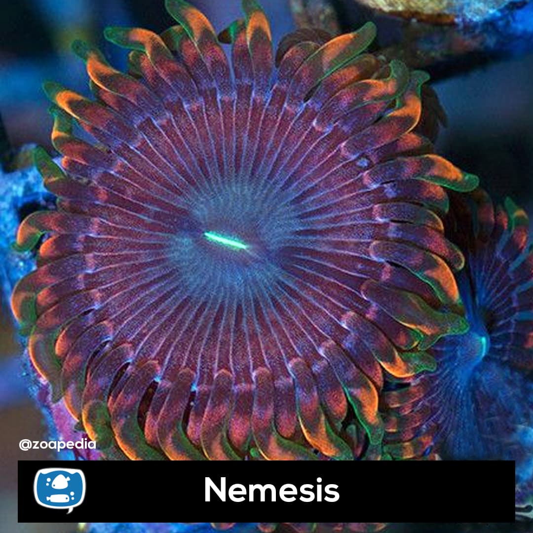 Nemesis