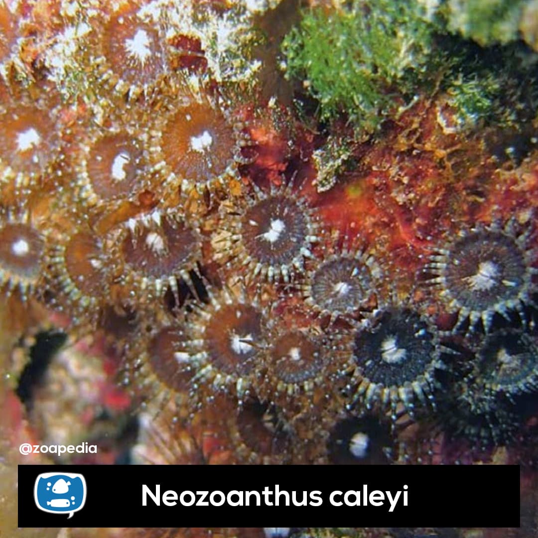 Neozoanthus caleyi