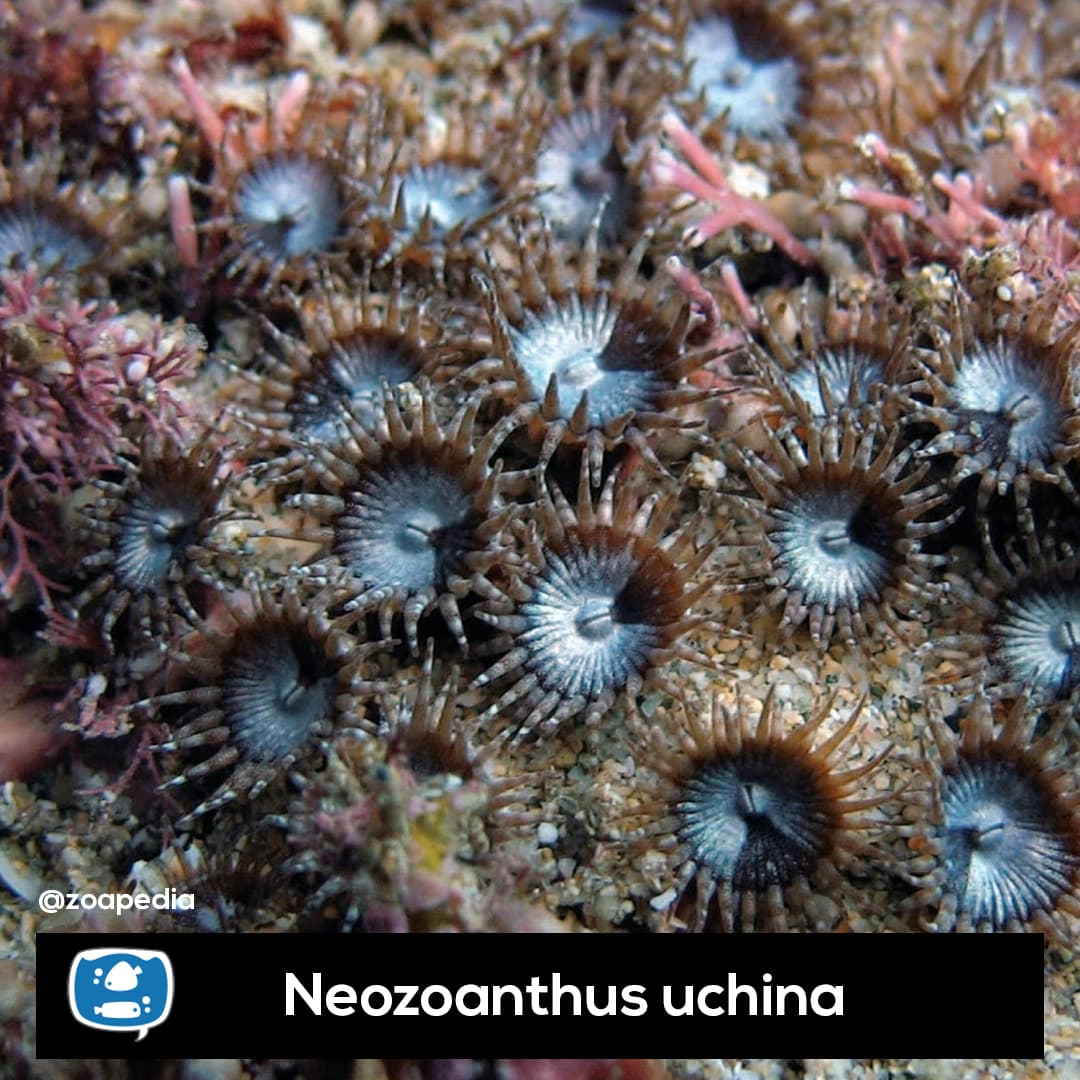 Neozanthus uchina