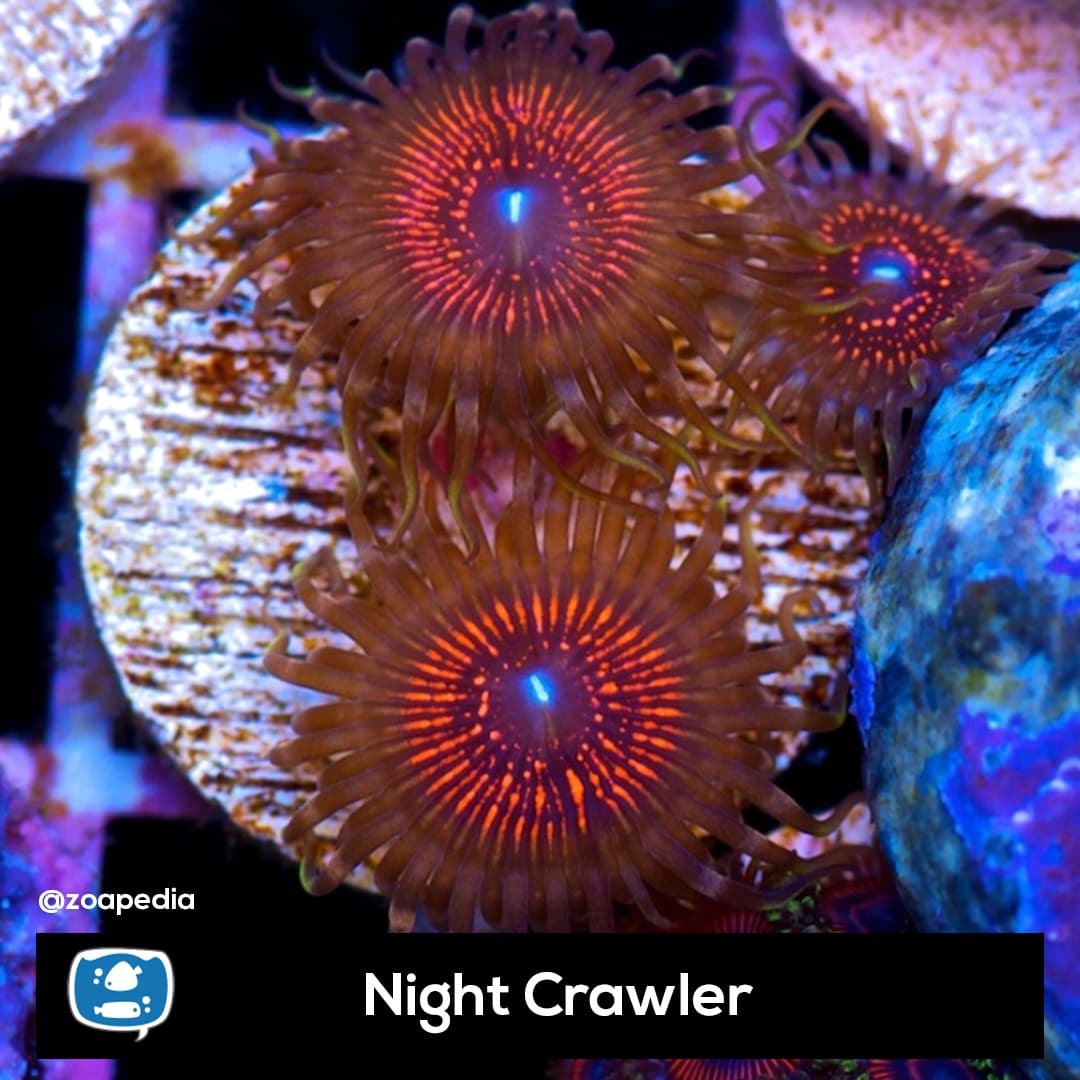 Night crawler