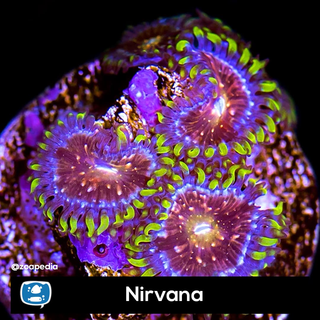 Nirvana