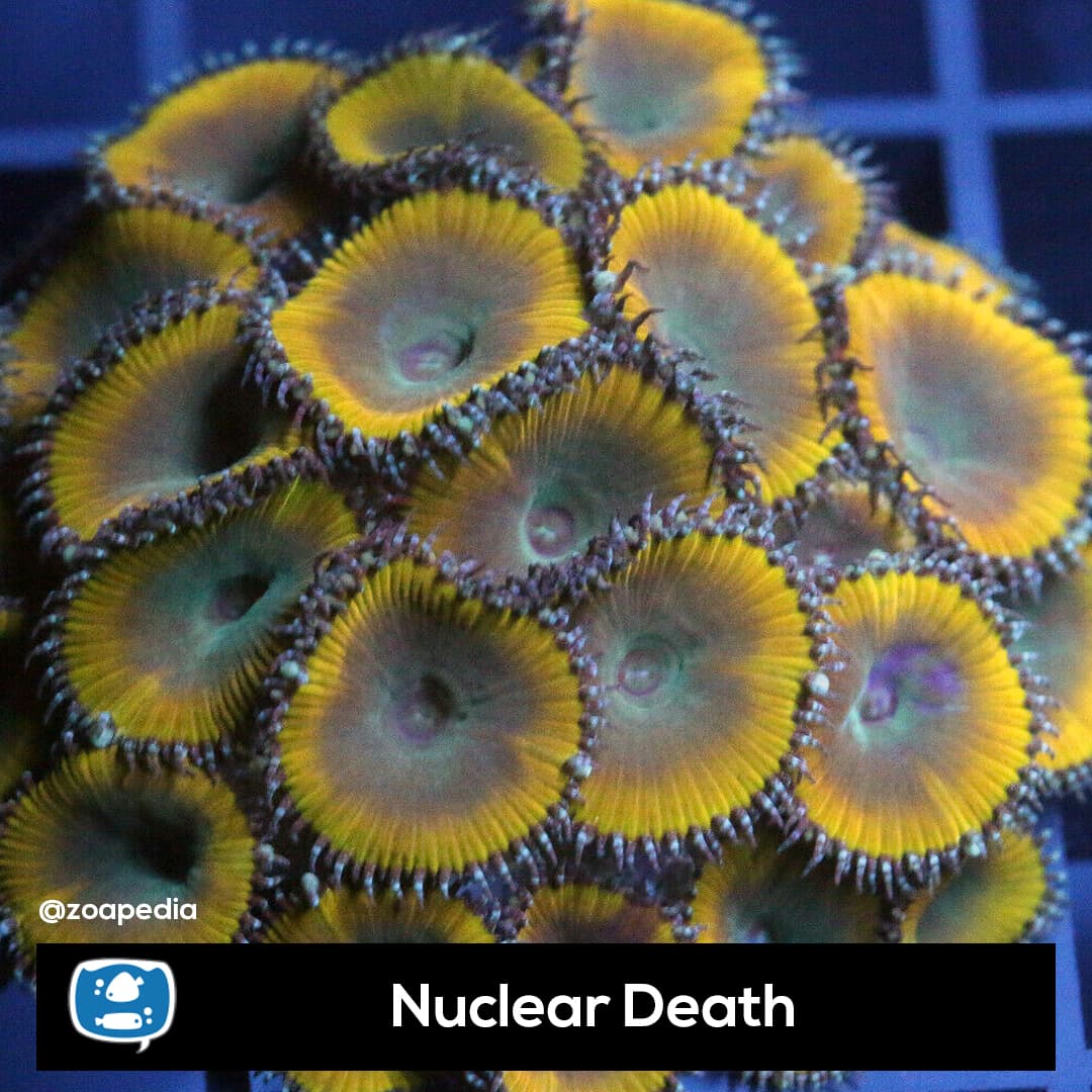 Nuclear Death