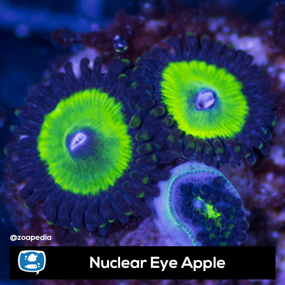 Nuclear Eye Apple