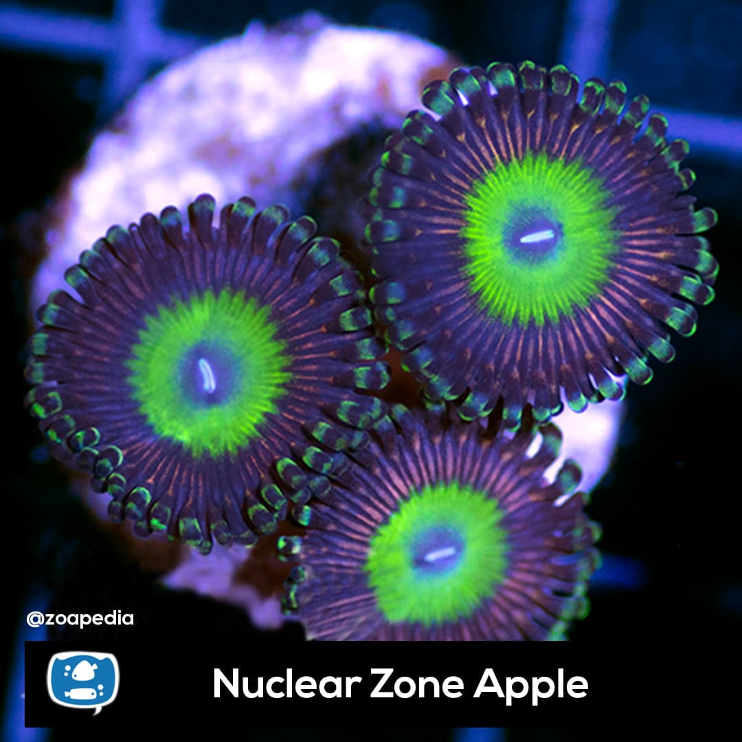 Nuclear Zone Apple