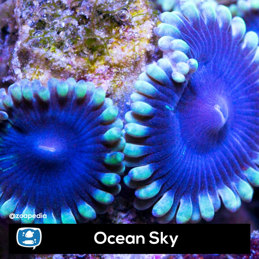 Ocean Sky