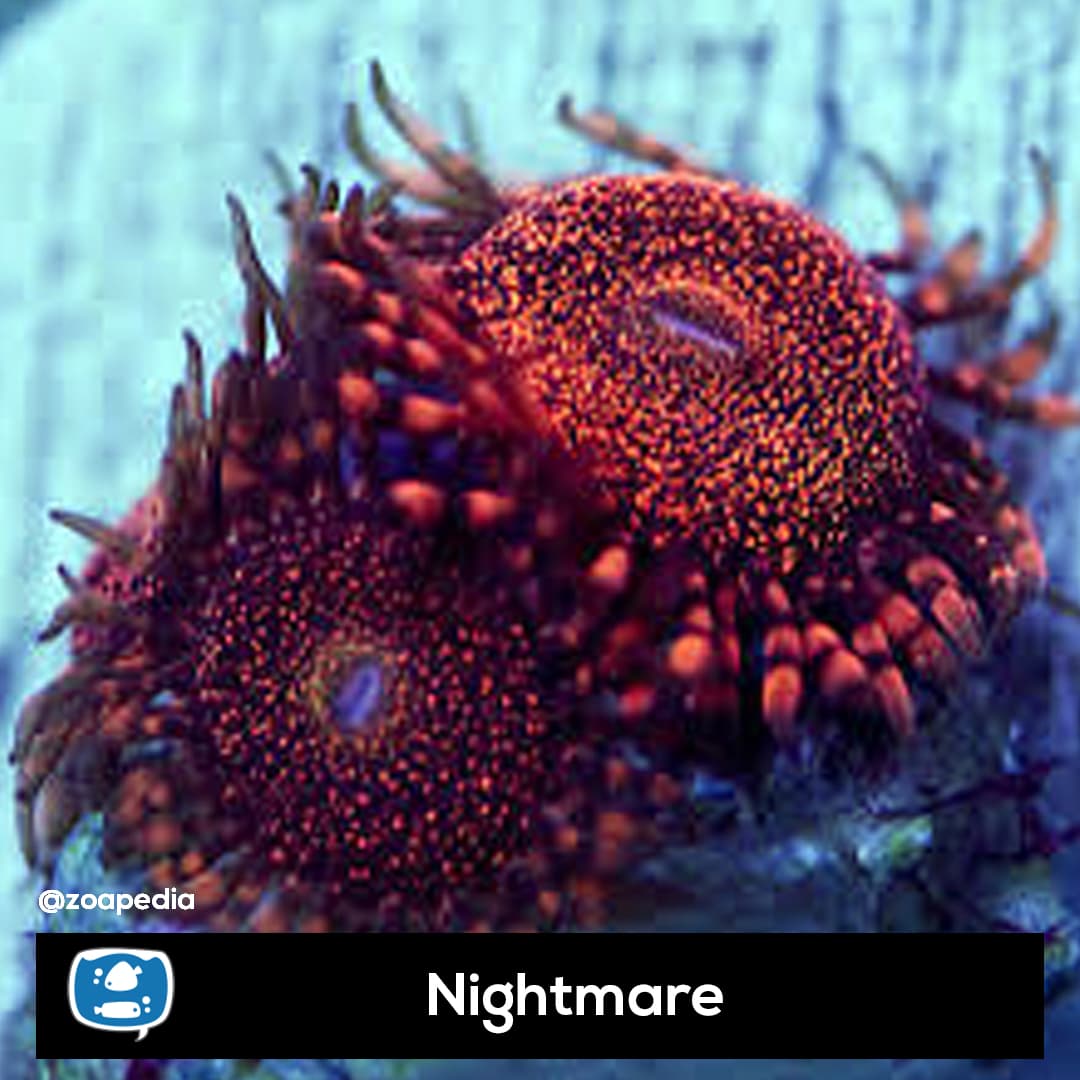 Nightmare