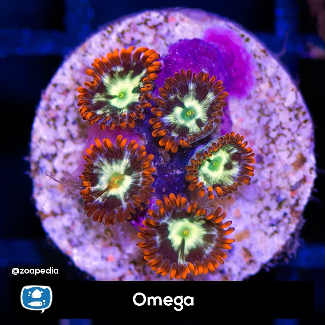 Omega