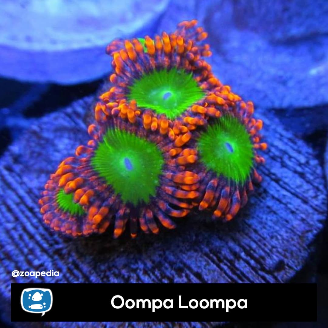 Oompa Loompa