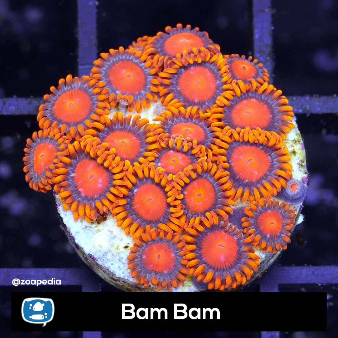 Orange Bam Bam