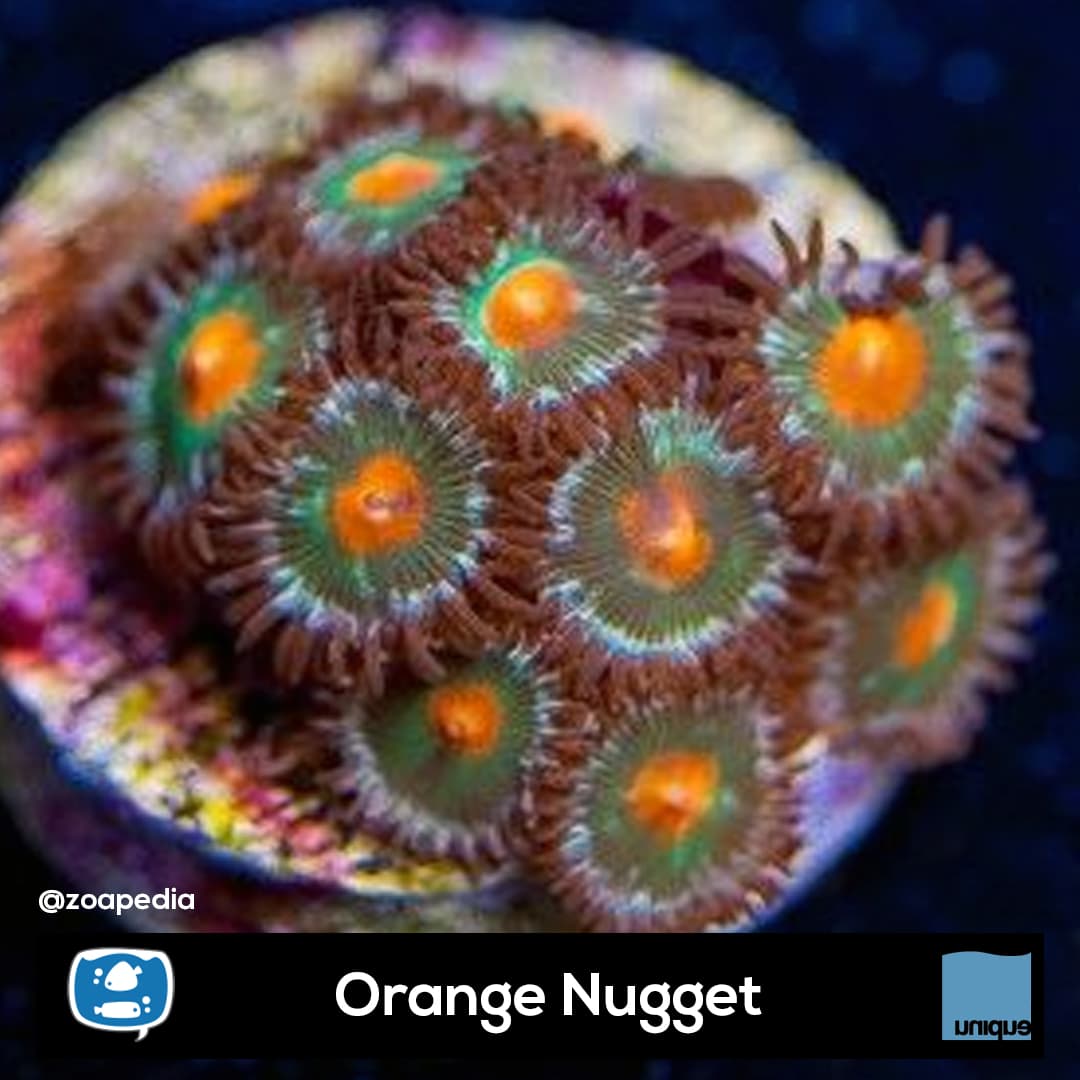 Orange Nugget