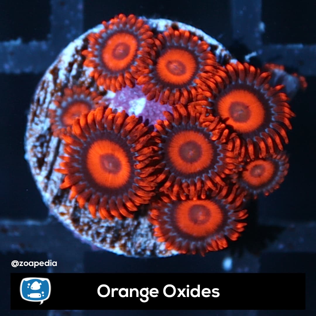 Orange Oxides