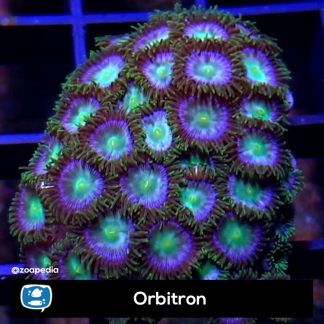 Orbitron