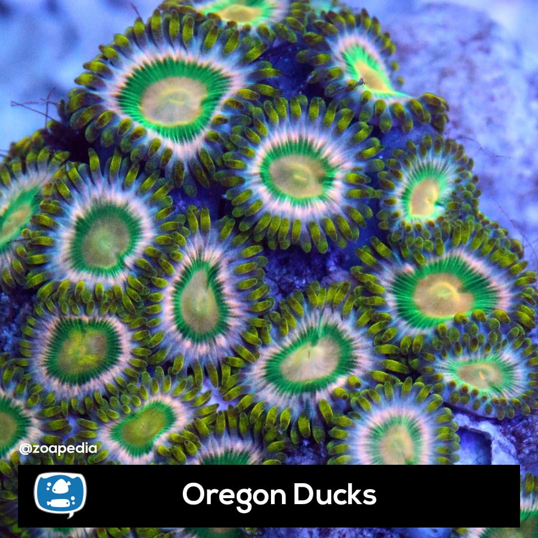 Oregon Ducks