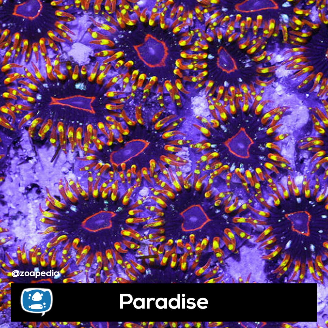 Paradise