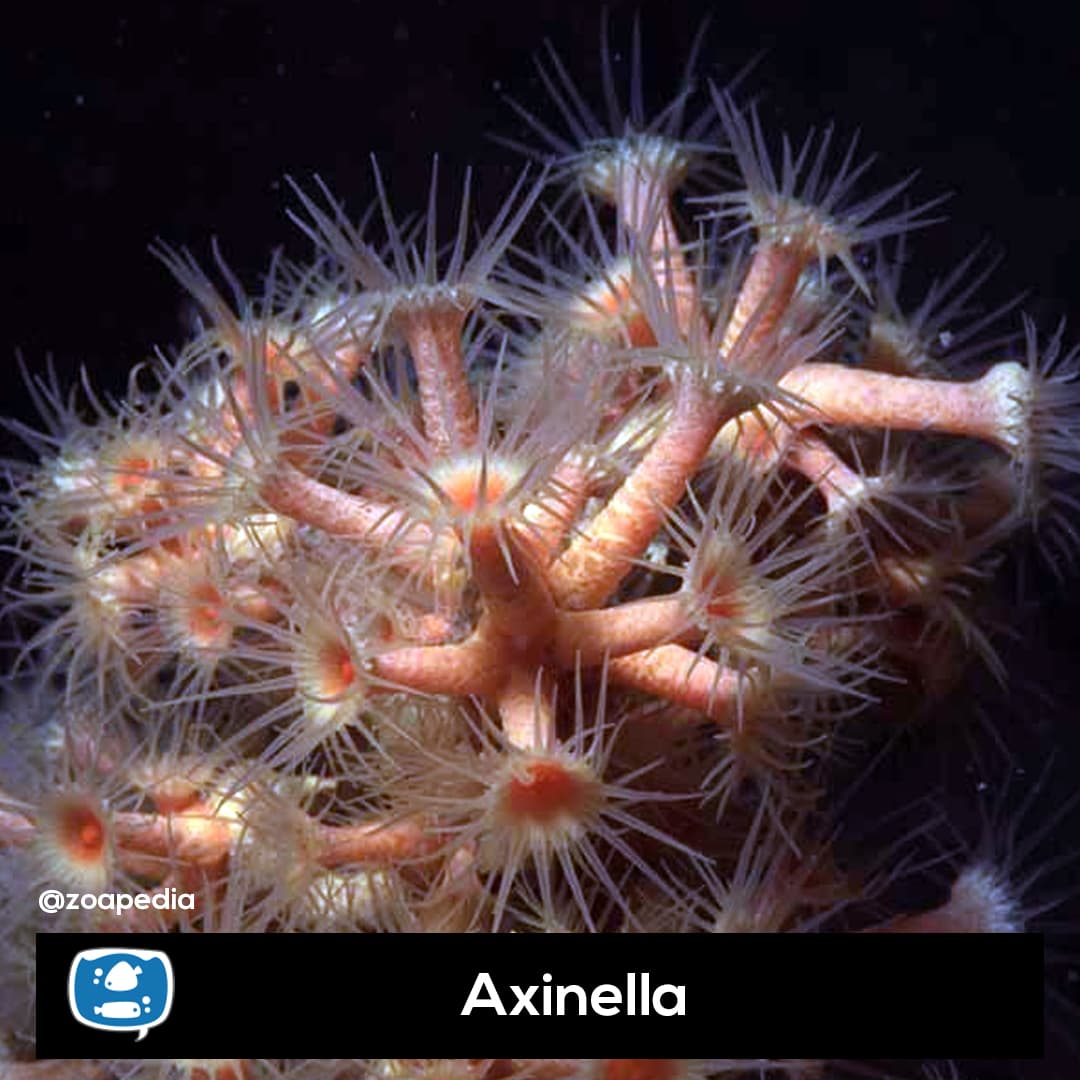 Axinella