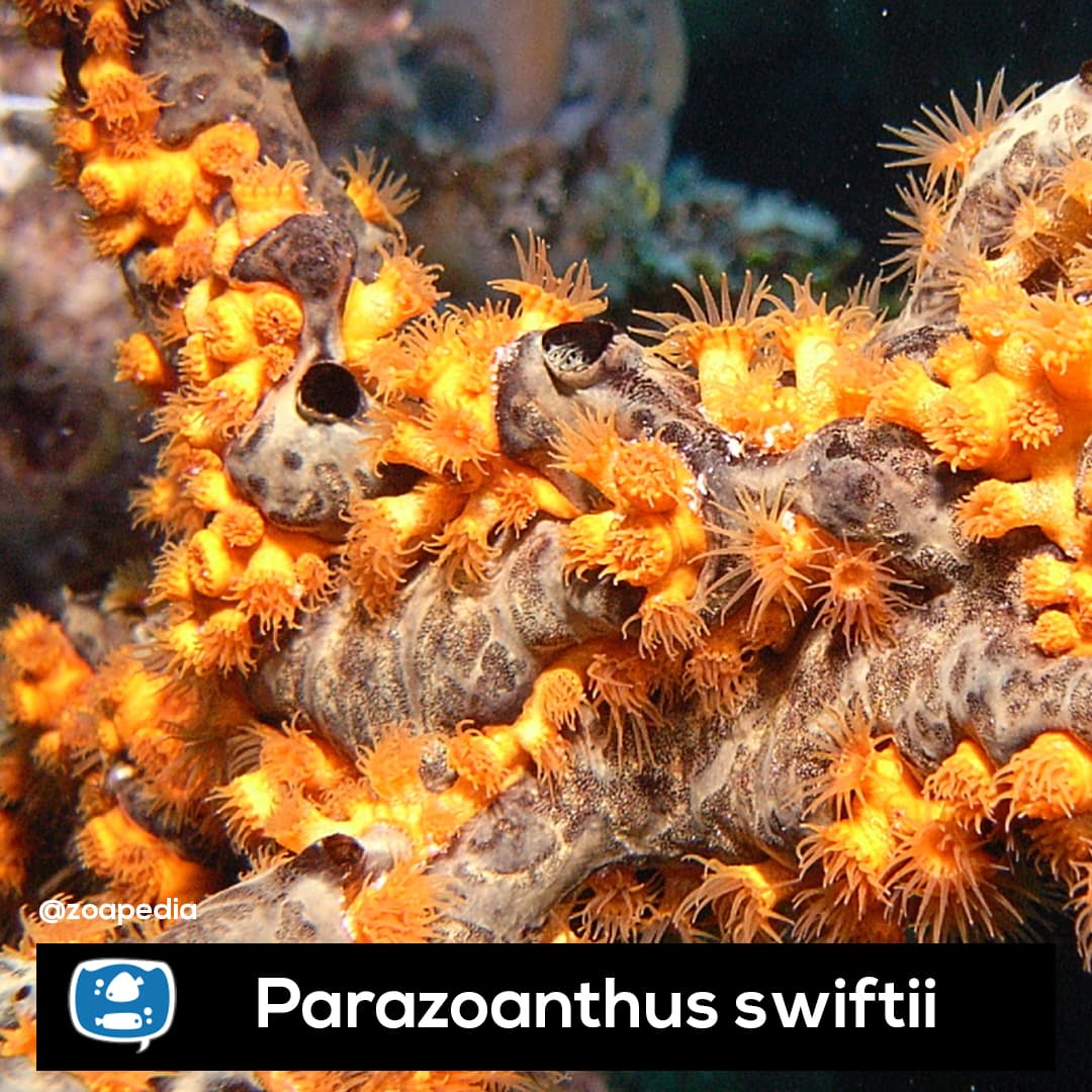 Parazoanthus Swiftii
