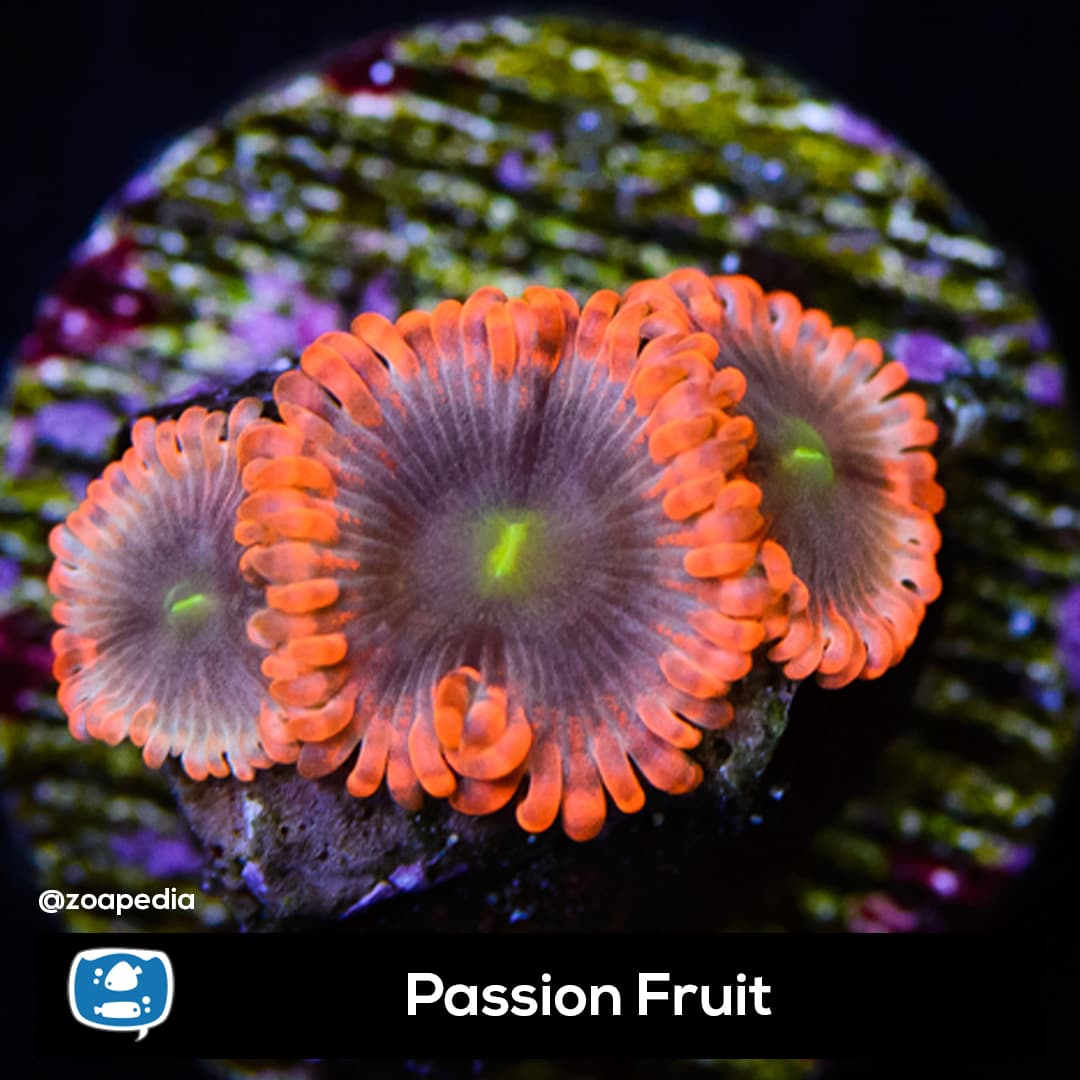 Passion Fruit