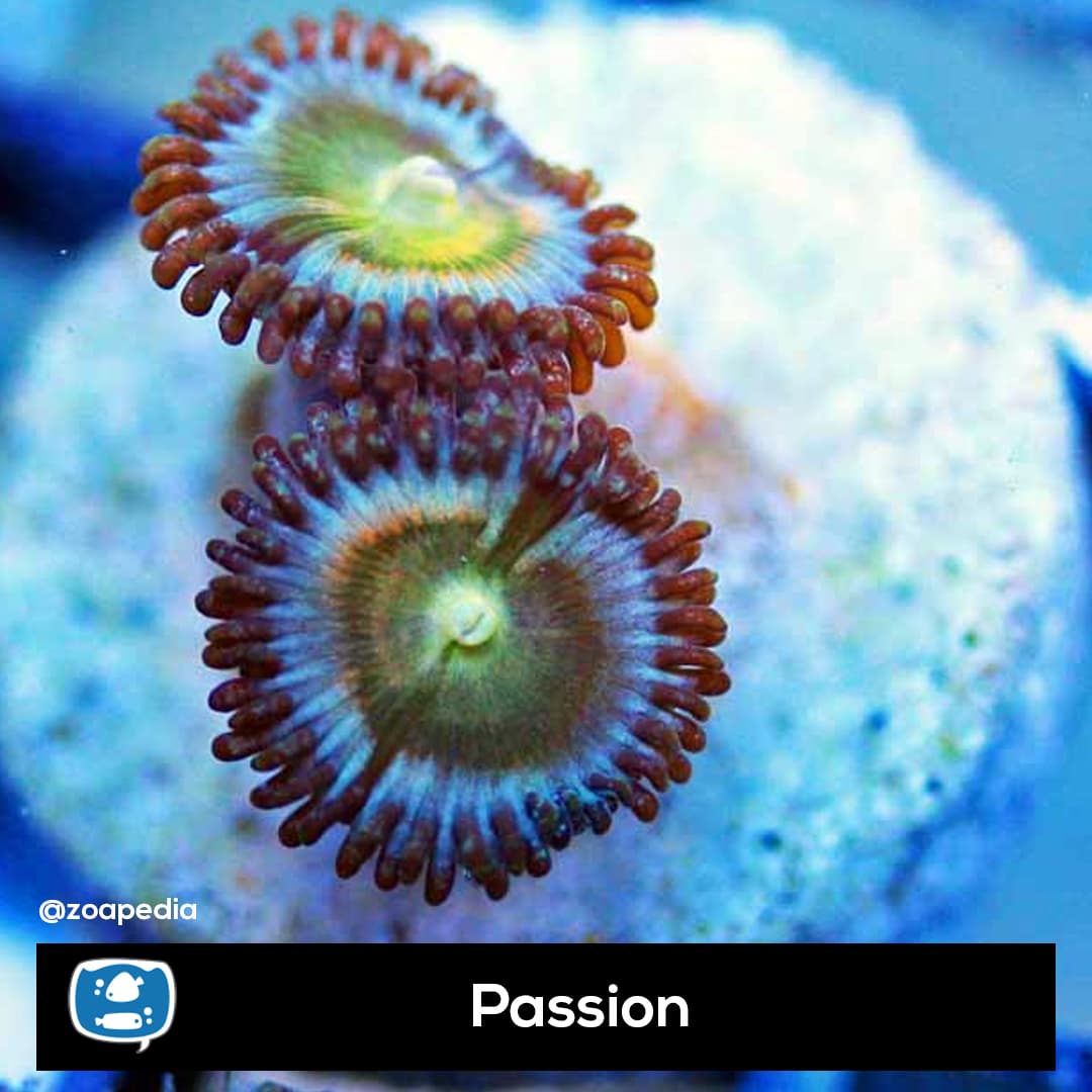 Passion