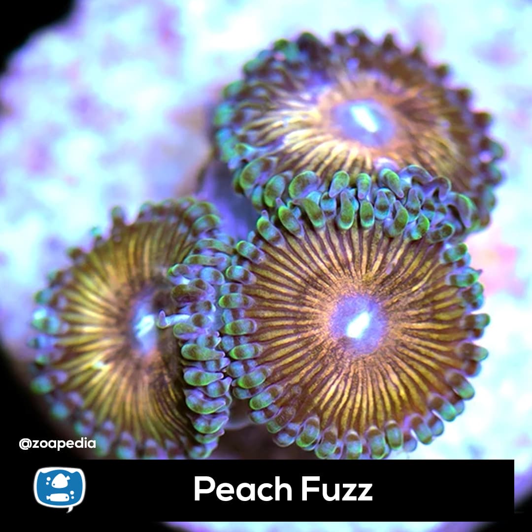 Peach Fuzz