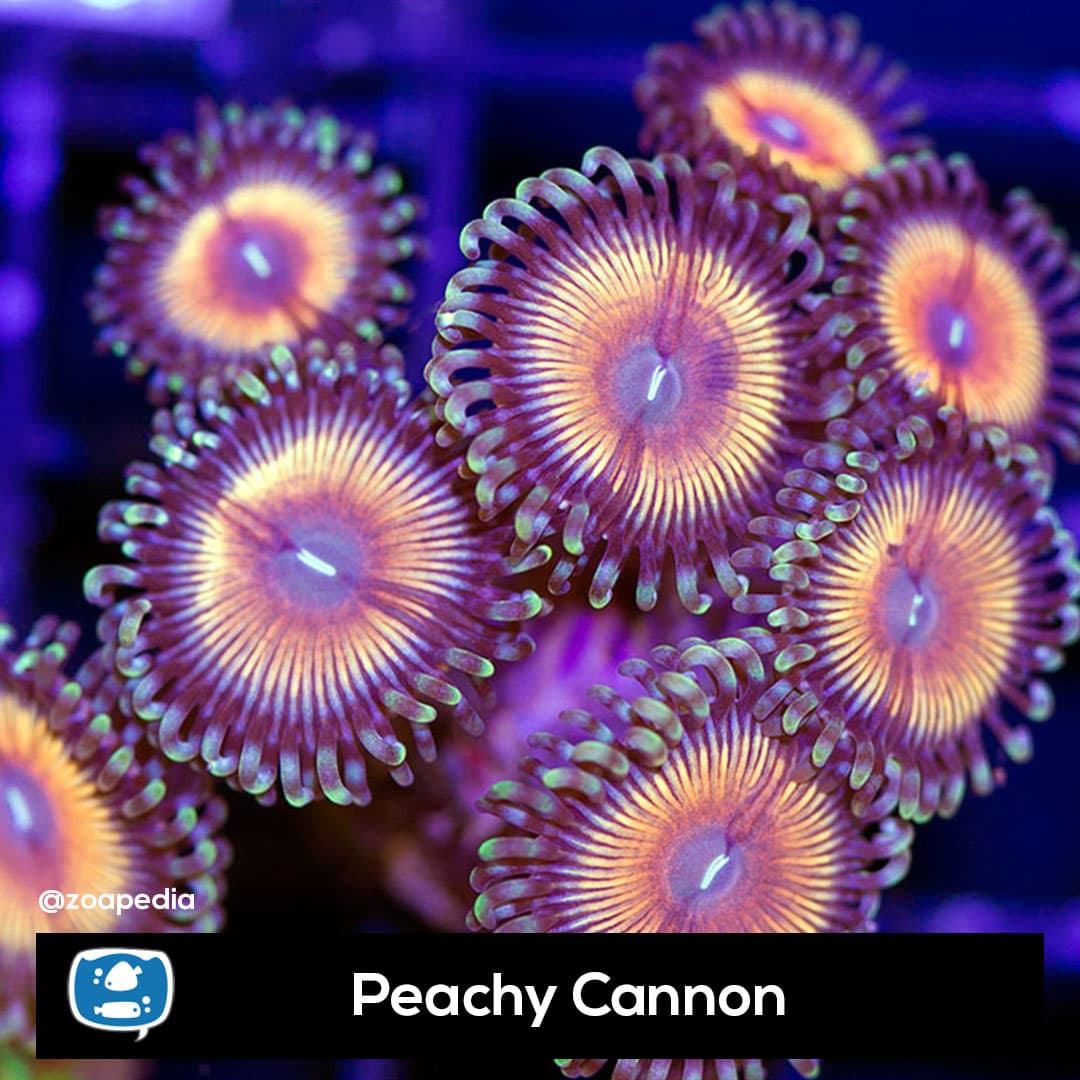 Peachy Cannons