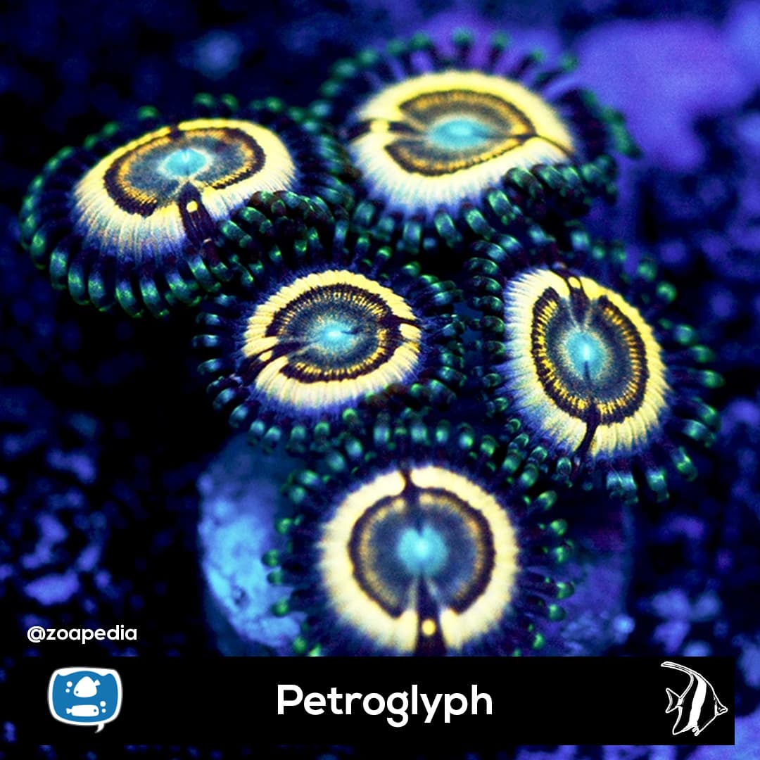 Petroglyph