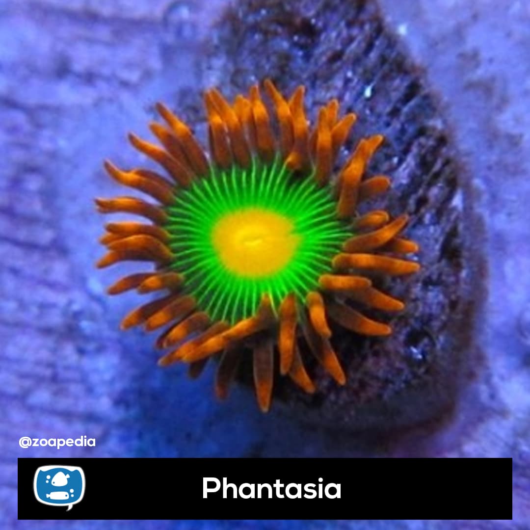 Phantasia