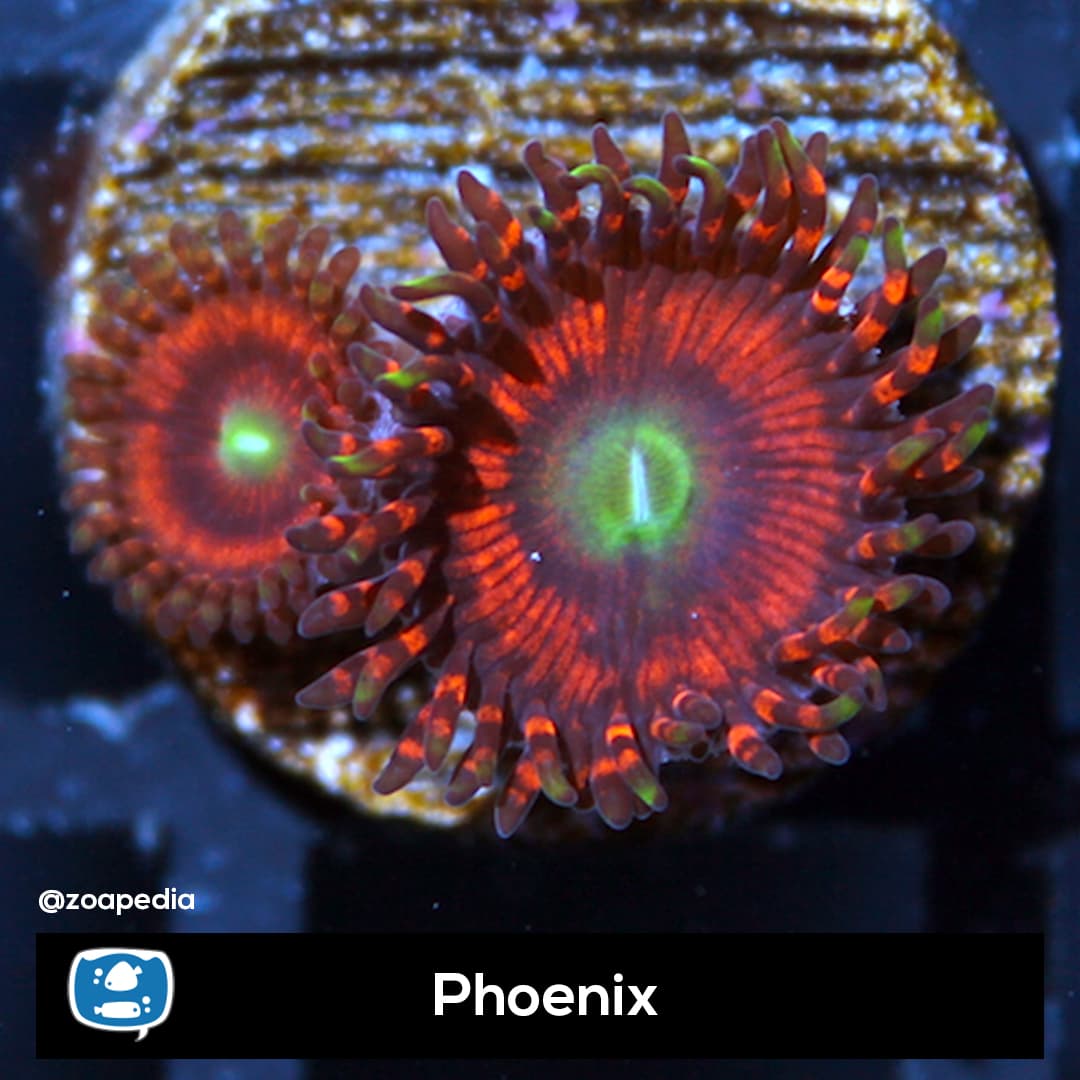 Phoenix