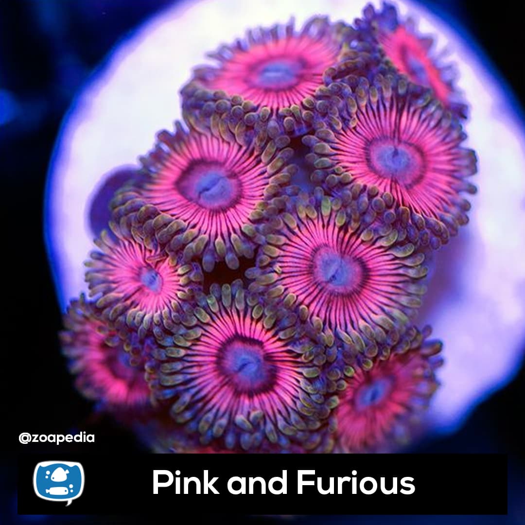 Pink and Furious