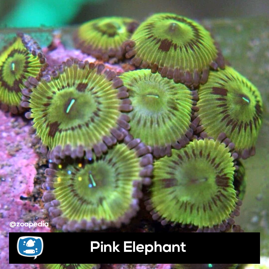 Pink Elephant