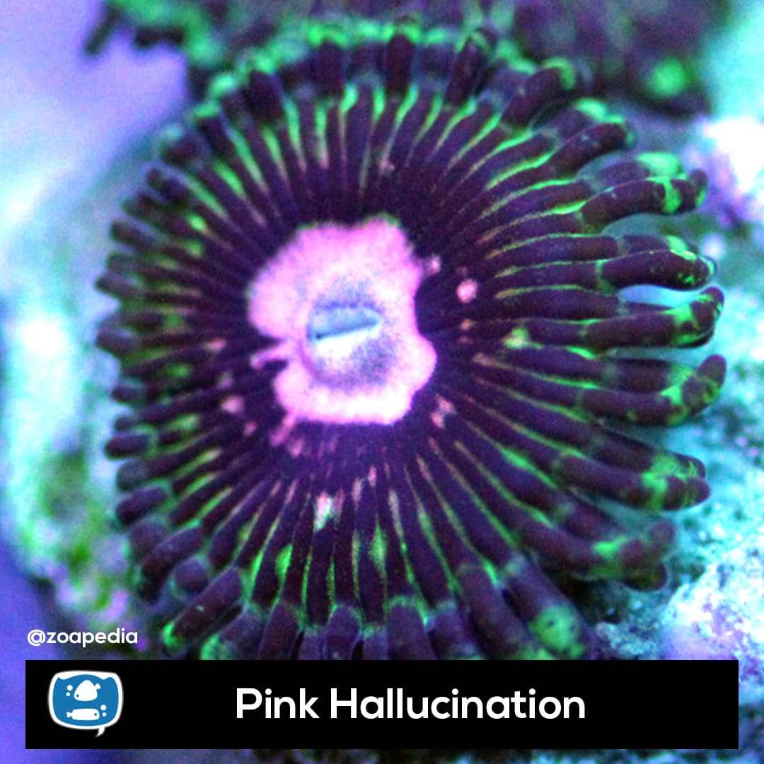 Pink Hallucination