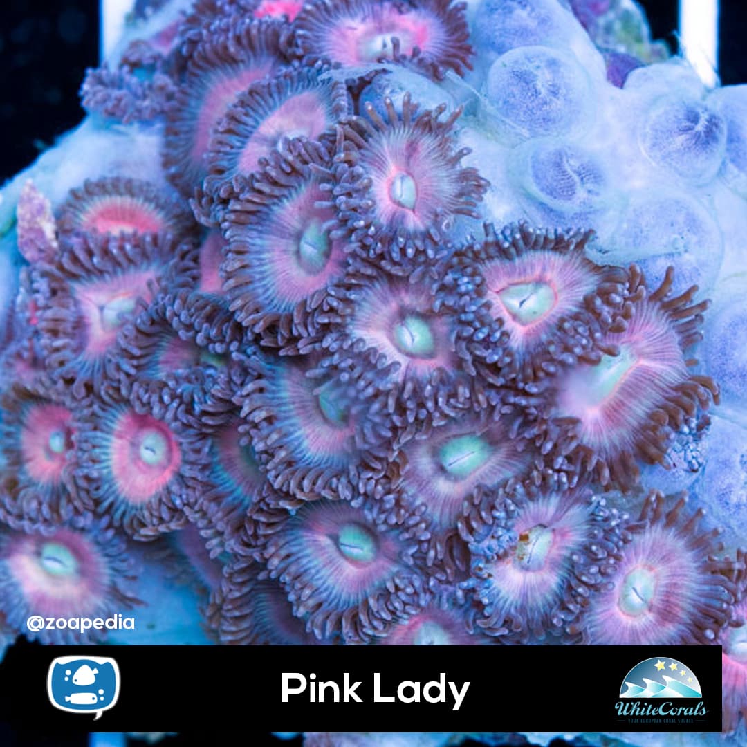 Pink Lady
