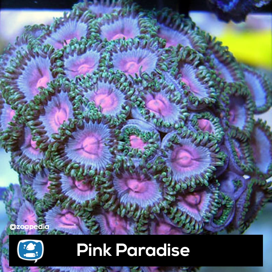 Pink Paradise
