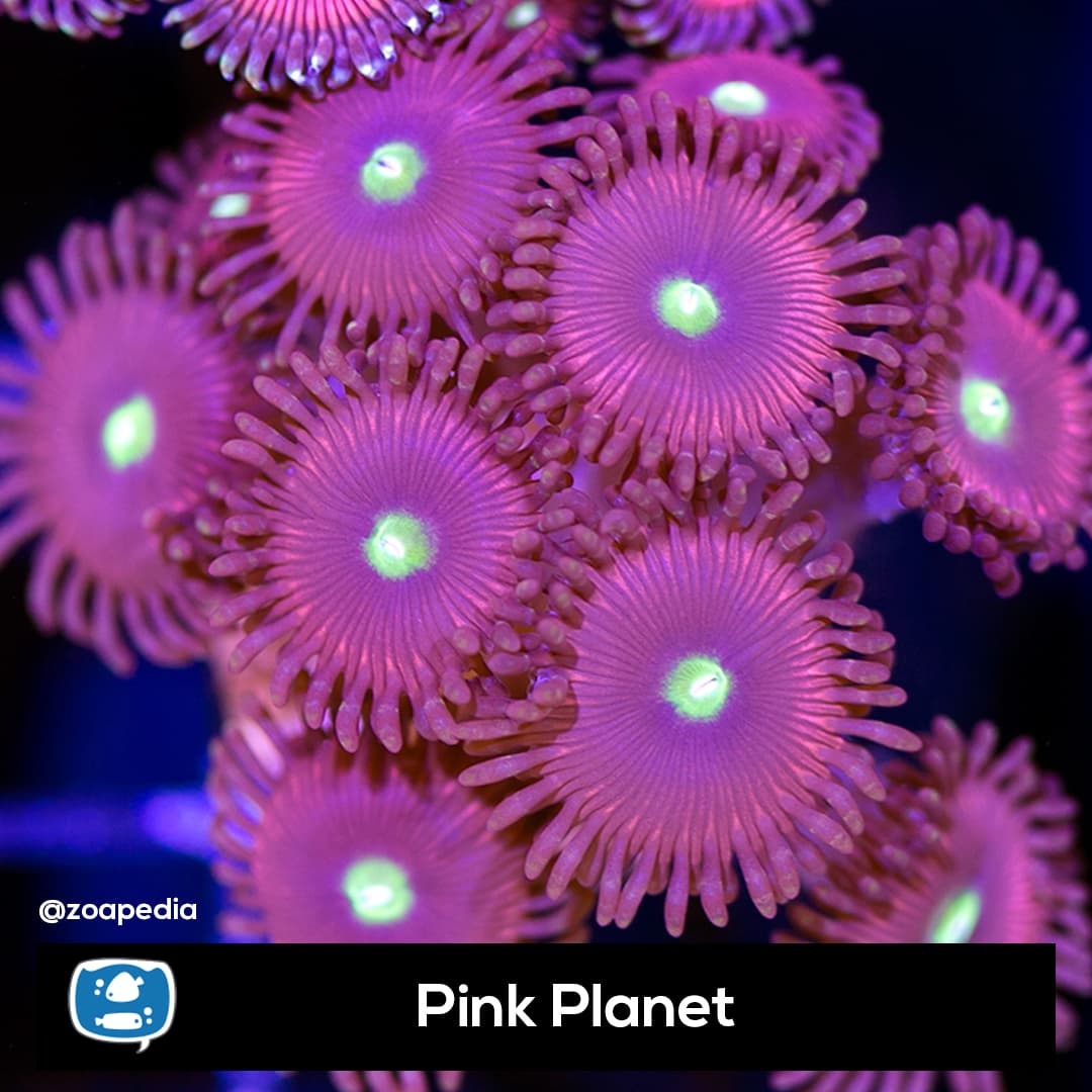 Pink Planet