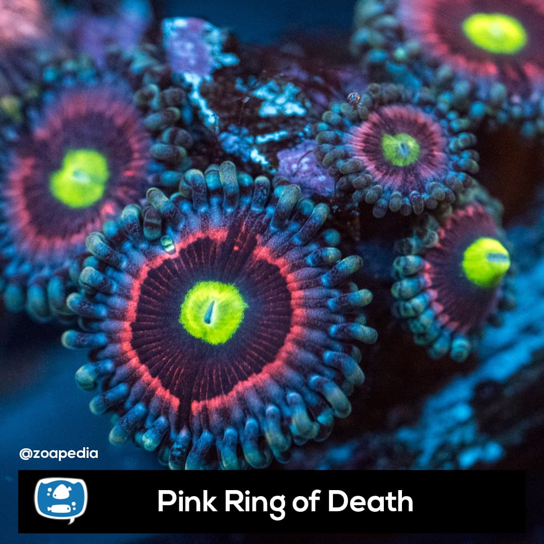 Pink Ring of Death