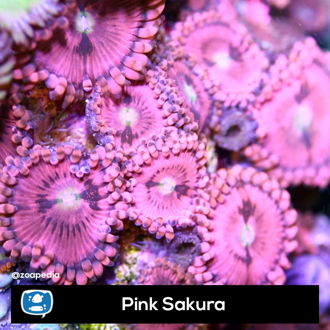 Pink Sakura
