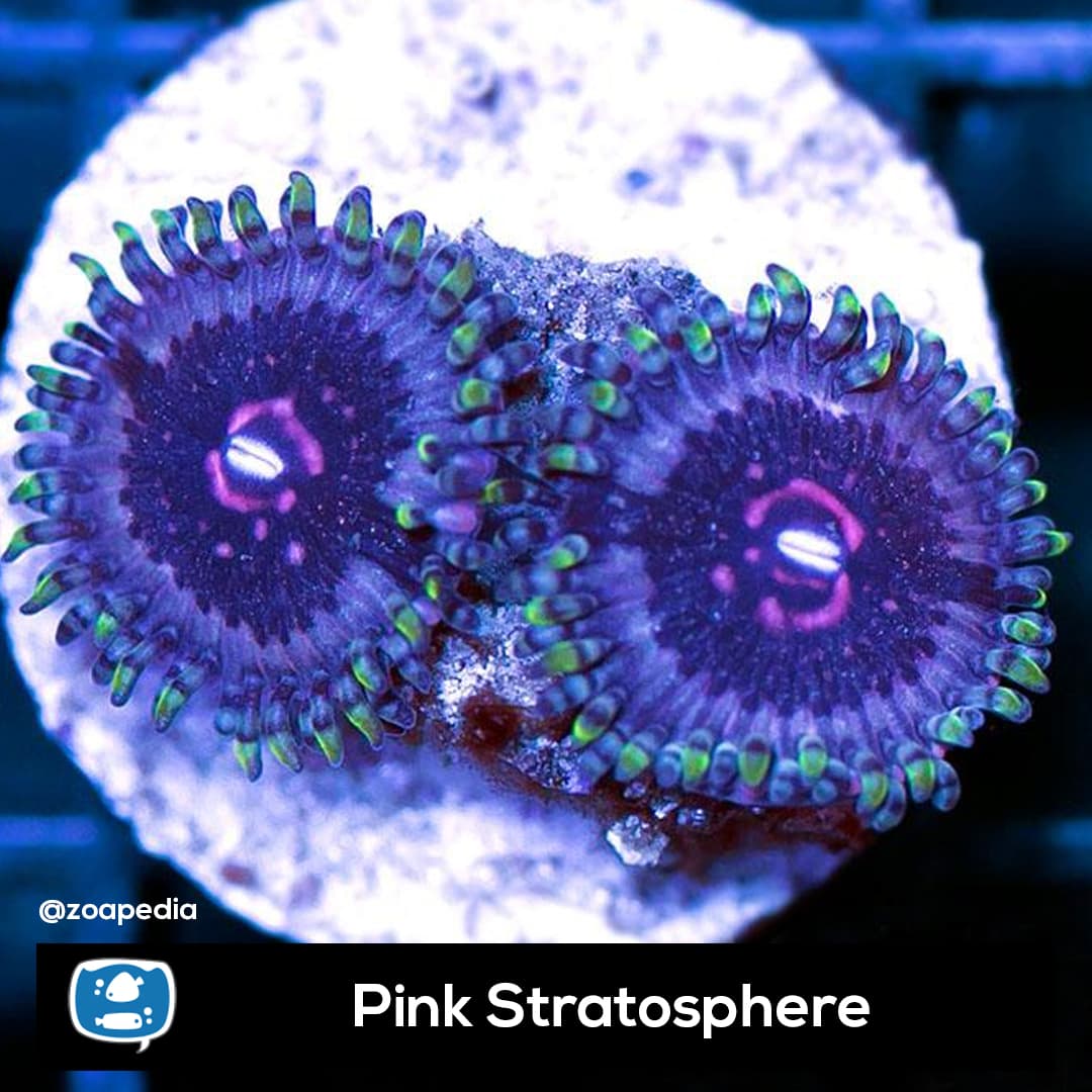 Pink Stratosphere