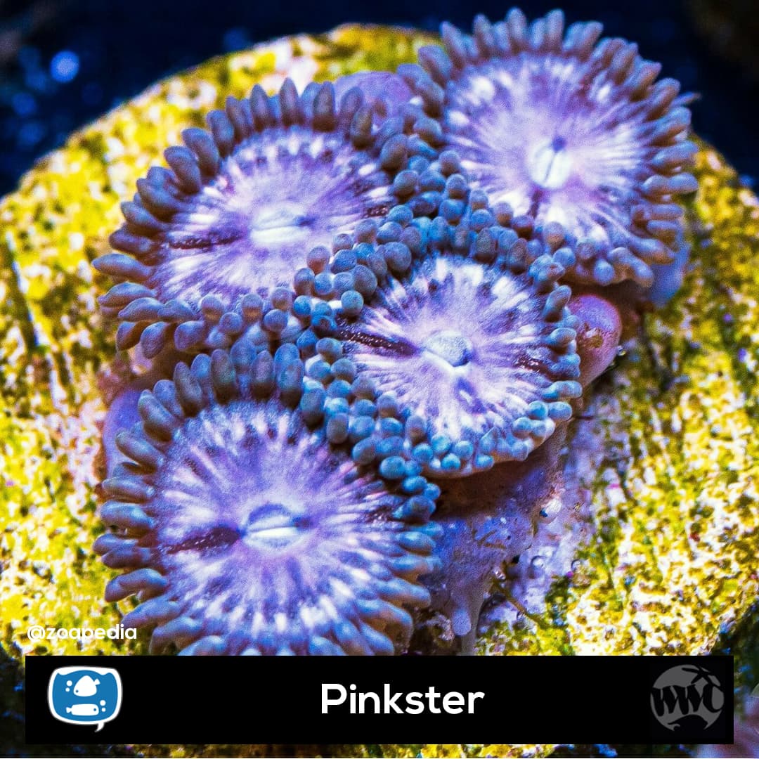 Pinkster