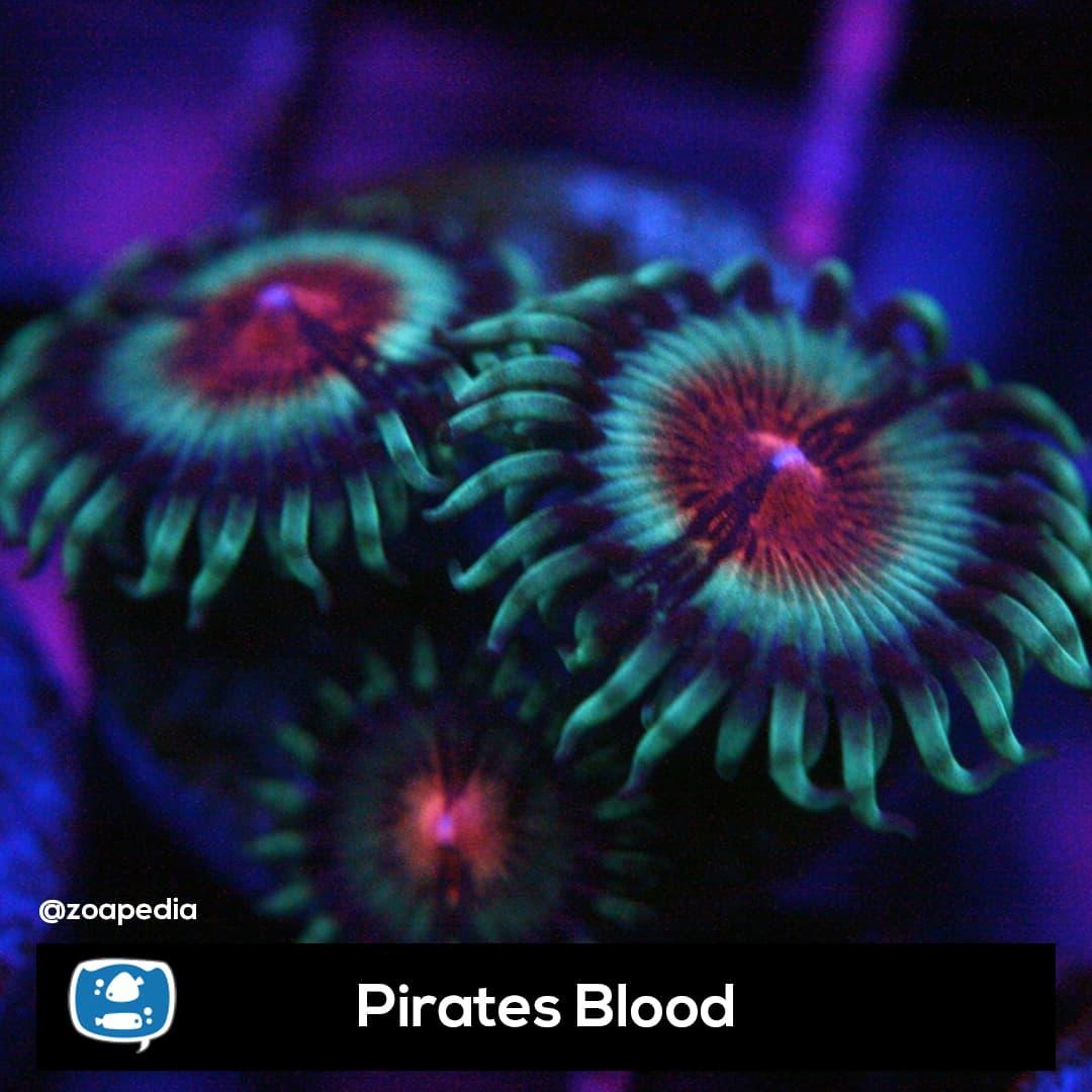 Pirates Blood