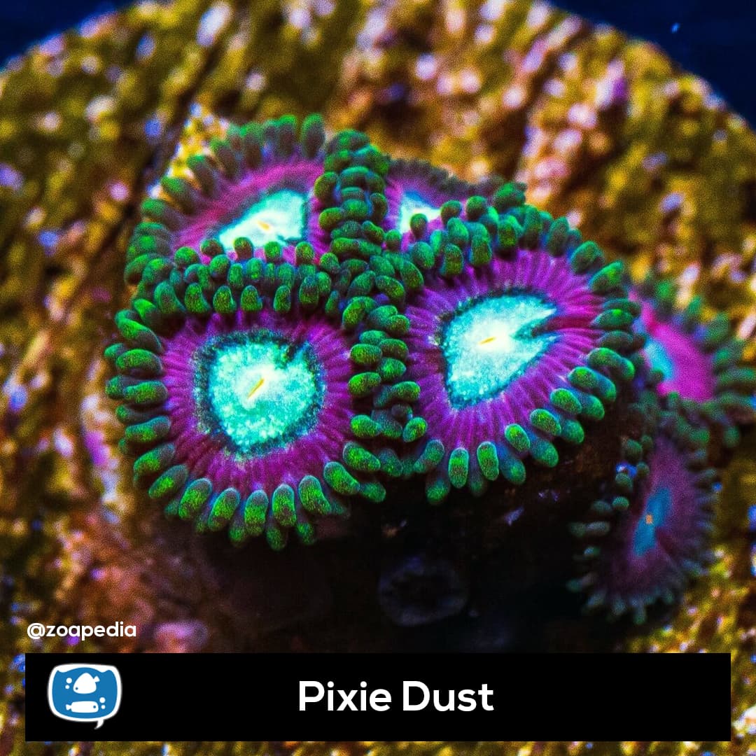 Pixie Dust