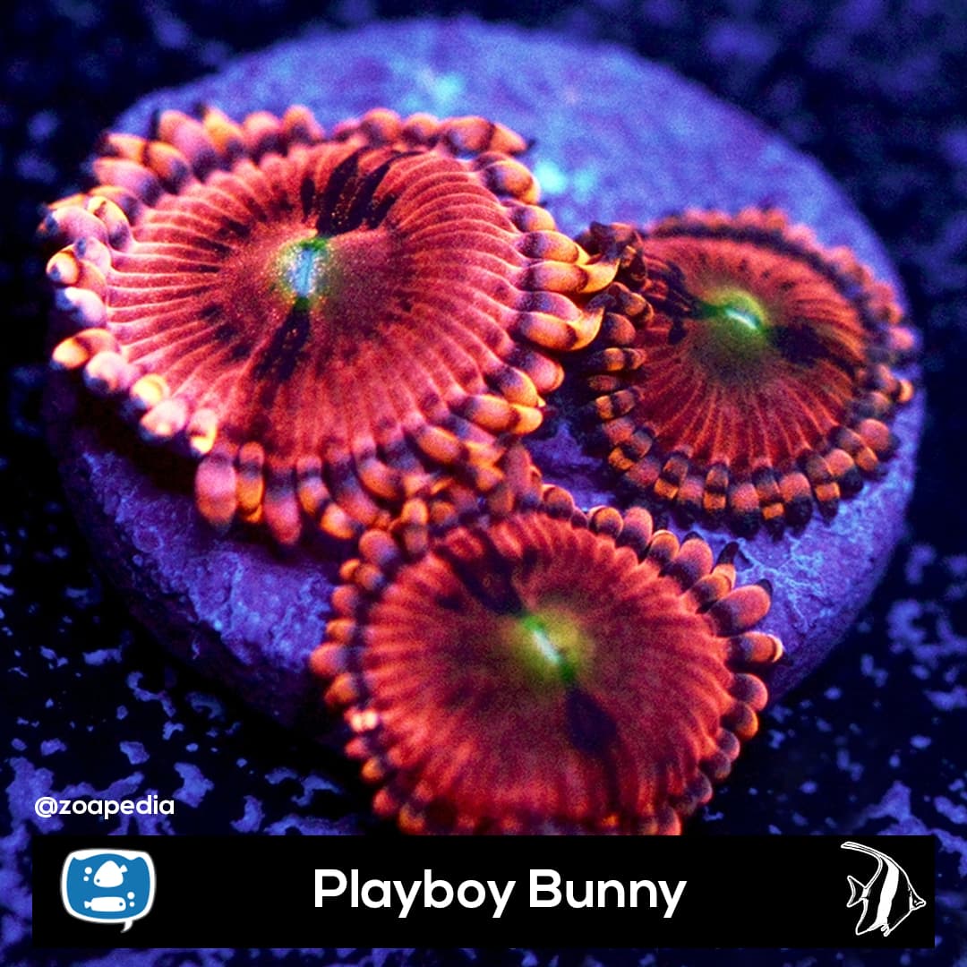 Playboy Bunny
