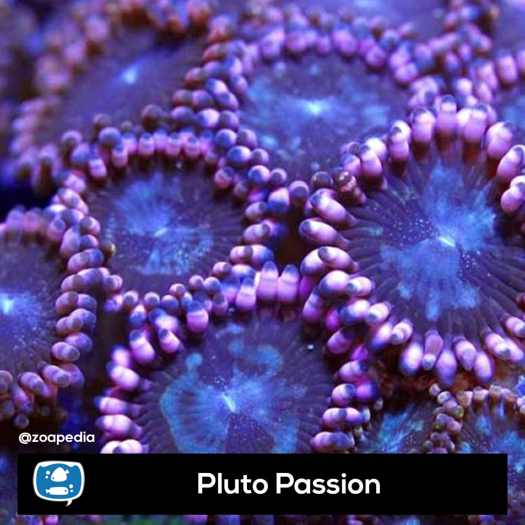 Pluto Passion