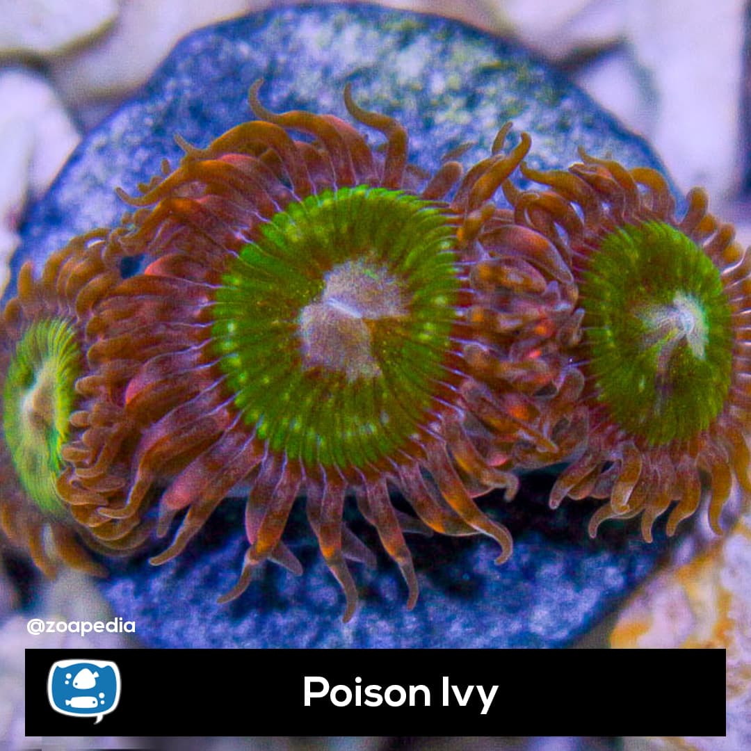 Poison Ivy