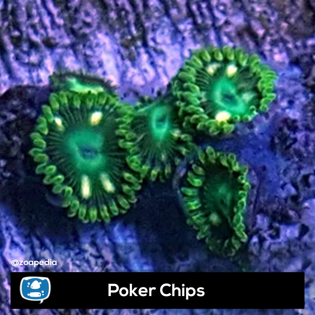 Poker Chips