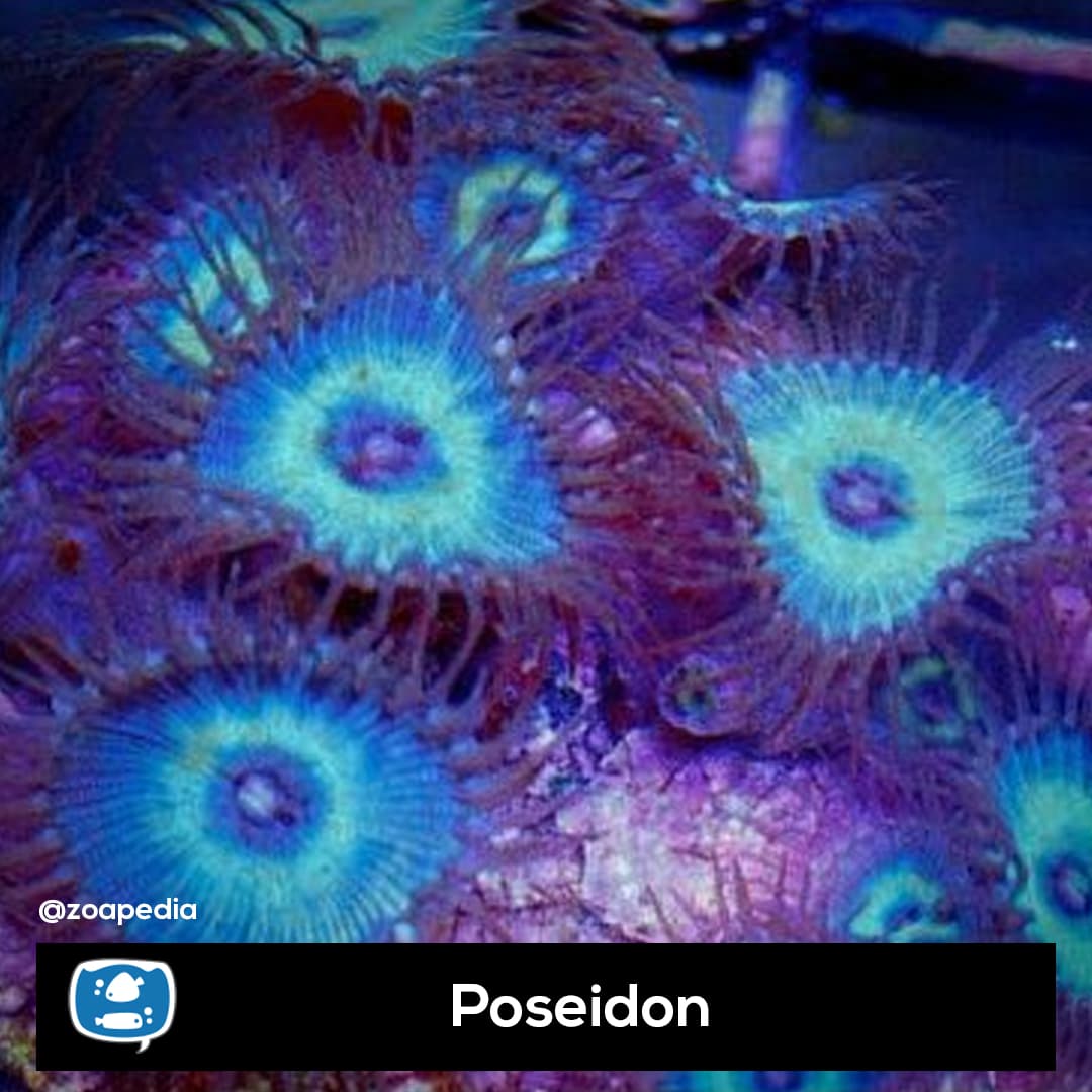 Poseidon