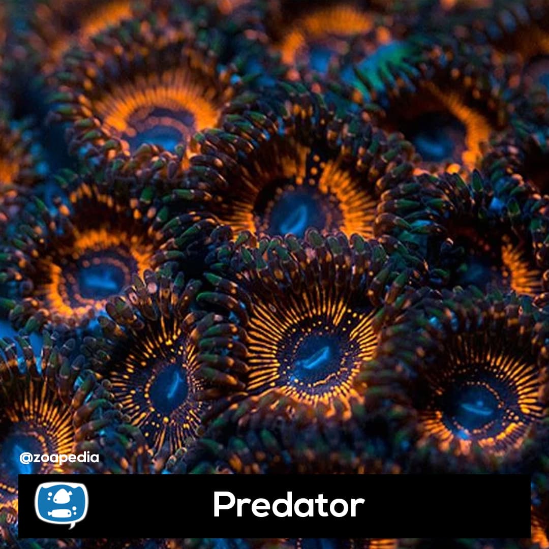 Predator