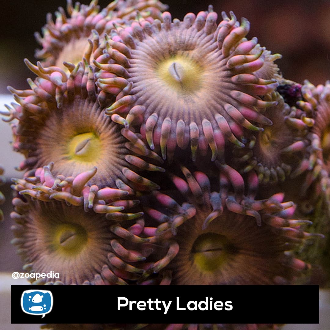 Pretty Ladies