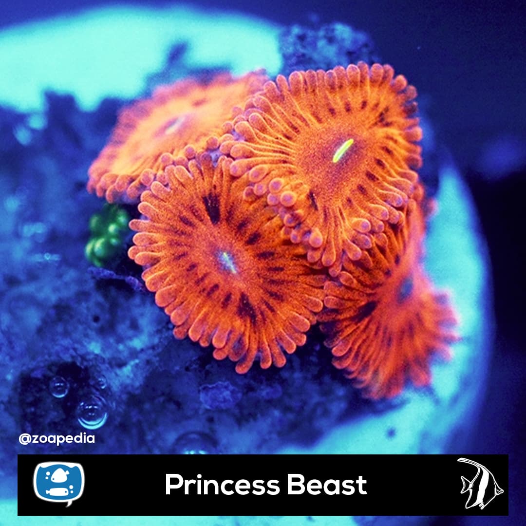 Princess Beast