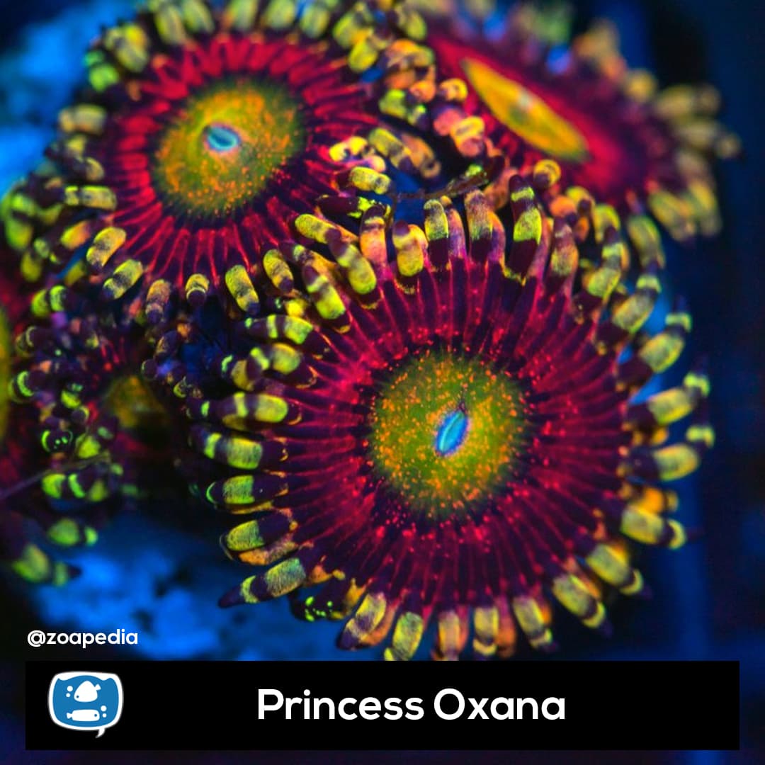 Princess Oxana