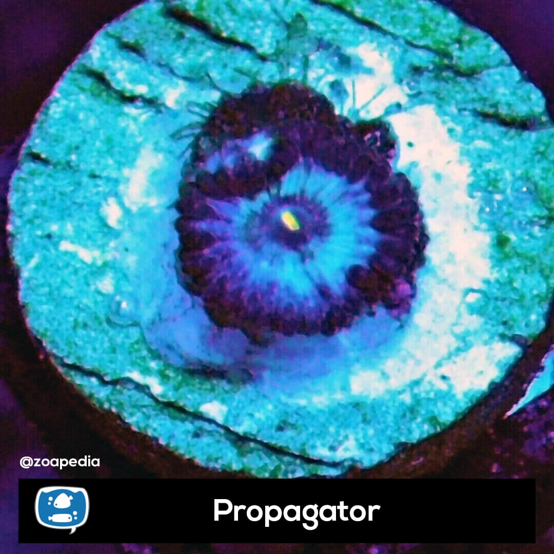 Propagator