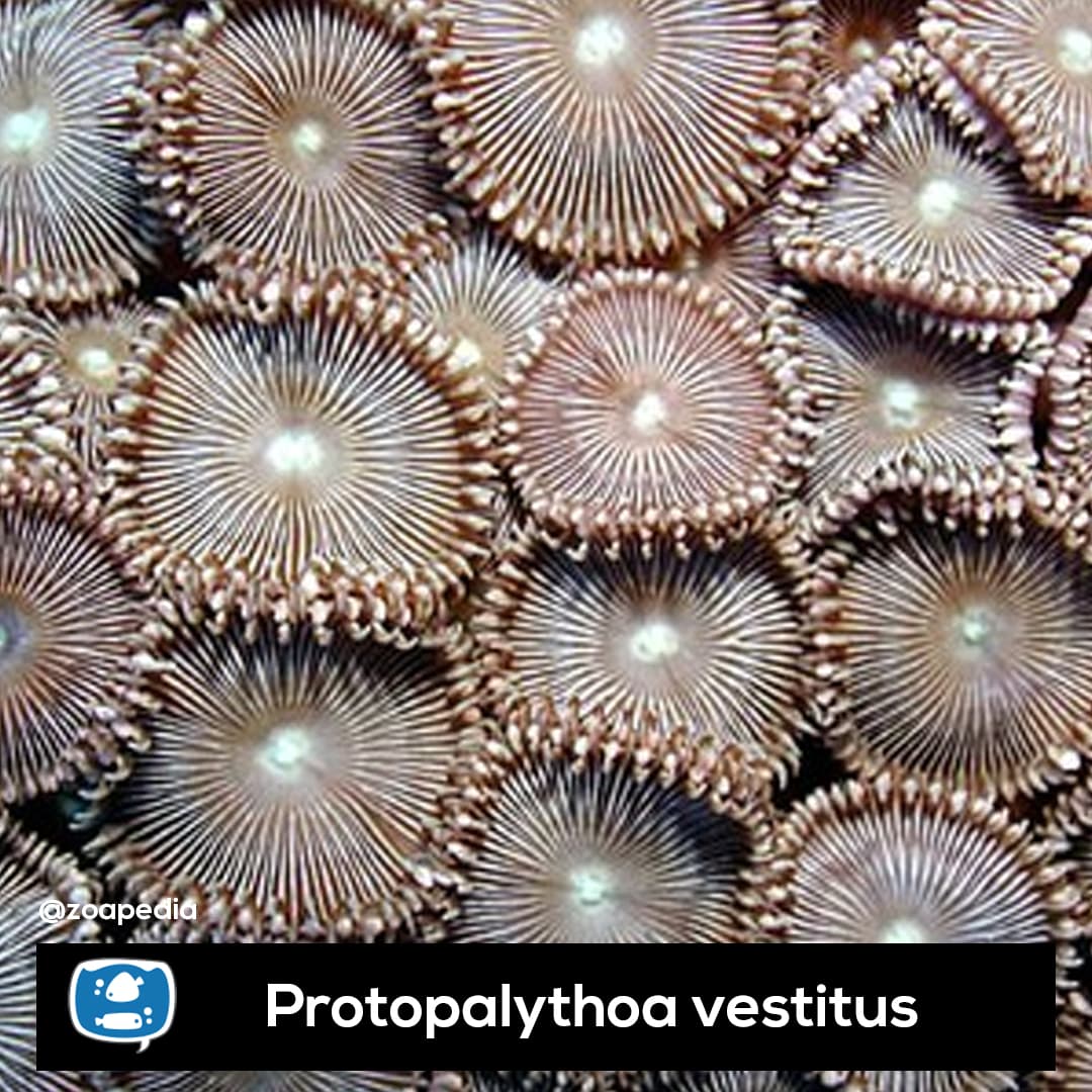 Vestitus